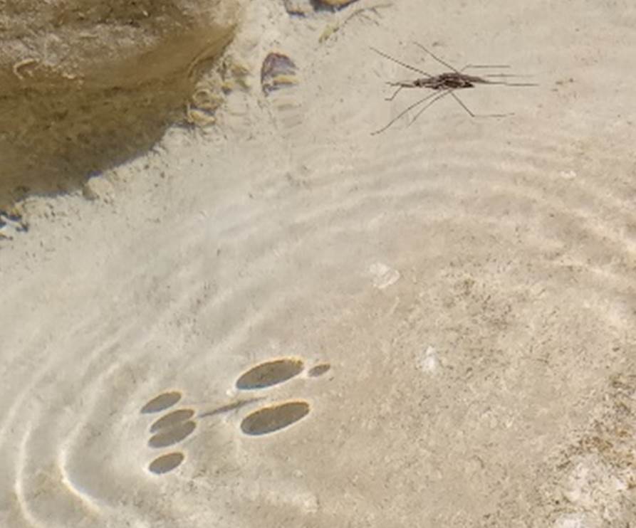 Et bilde som inneholder grunn, sand, kalkstein, geologi

Automatisk generert beskrivelse