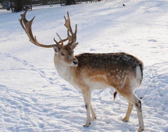 Reindeer Facts, History, Useful Information and Amazing Pictures